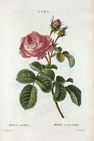 Rose à cent feuilles (Rosa centifolia). Cliquer pour agrandir l'image.