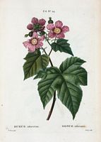 Ronce odorante (Rubus odoratus). Cliquer pour agrandir l'image.