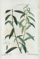 Saule blanc (Salix alba). Cliquer pour agrandir l'image.