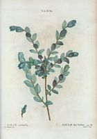 Saule des Sables (Salix arenaria). Cliquer pour agrandir l'image.