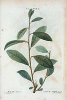 Saule cendré (Salix cinerea). Cliquer pour agrandir l'image.