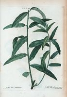 Saule pliant (Salix viminalis). Cliquer pour agrandir l'image.