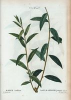 Saule-Osier jaune (Salix vitellina). Cliquer pour agrandir l'image.