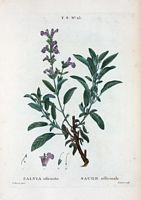 Sauge officinale (Salvia officinalis). Cliquer pour agrandir l'image.