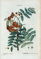 Sorbier des Oiseaux (Sorbus aucuparia). Cliquer pour agrandir l'image.