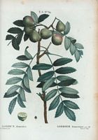 Sorbier domestique (Sorbus domestica). Cliquer pour agrandir l'image.