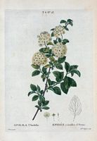 Spirée à feuilles d'Orme (Spiræa ulmifolia). Cliquer pour agrandir l'image.