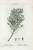 Thym commun (Thymus vulgaris). Cliquer pour agrandir l'image.