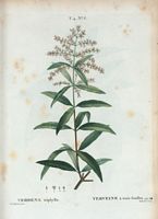 Verveine à trois feuilles (Verbena triphylla). Cliquer pour agrandir l'image.
