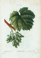 Vigne cultivée. var. Cornichon blanc (Vitis vinifera). Cliquer pour agrandir l'image.