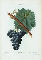 Vigne cultivée. var. Franc-Kenthal (Vitis vinifera). Cliquer pour agrandir l'image.
