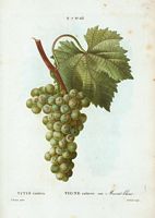 Vigne cultivée. var. Muscat blanc (Vitis vinifera). Cliquer pour agrandir l'image.
