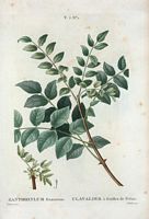 Clavalier à feuilles de frêne (Xanthoxylum fraxineum). Cliquer pour agrandir l'image.