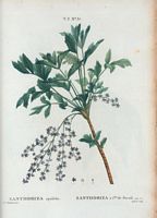 Zanthoriza à feuilles de persil (Zanthoriza apiifolia). Cliquer pour agrandir l'image.