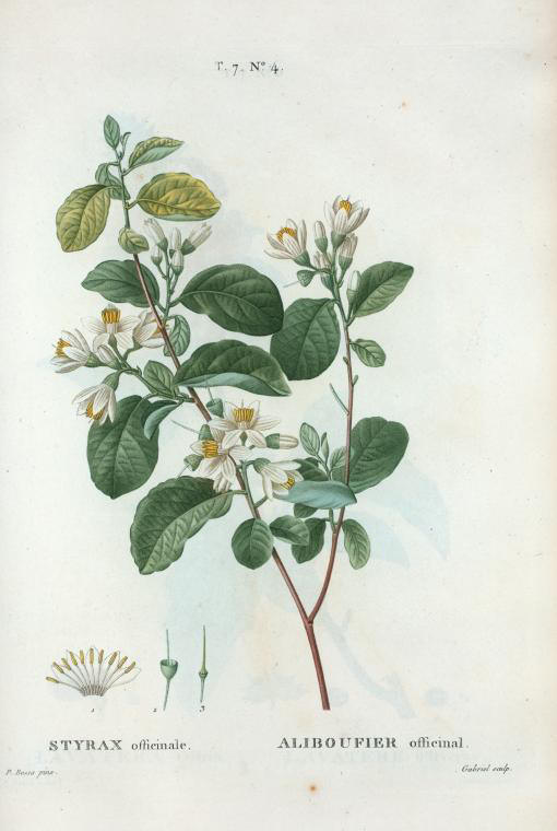 styrax officinale (aliboufier officinal)