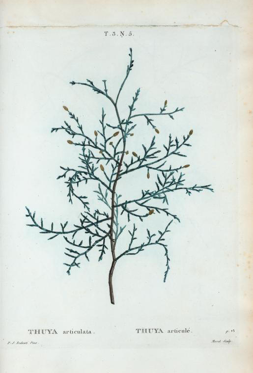 thuya articulata (thuya articule)