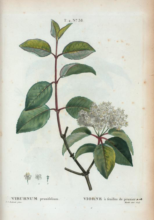 viburnum prunifolium (viorne à feuilles de prunier)