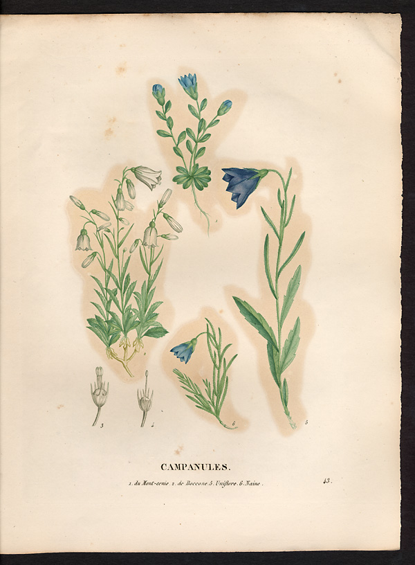 Campanule naine (Campanula pygmaea), Bourrache corse (Borago pygmaea)