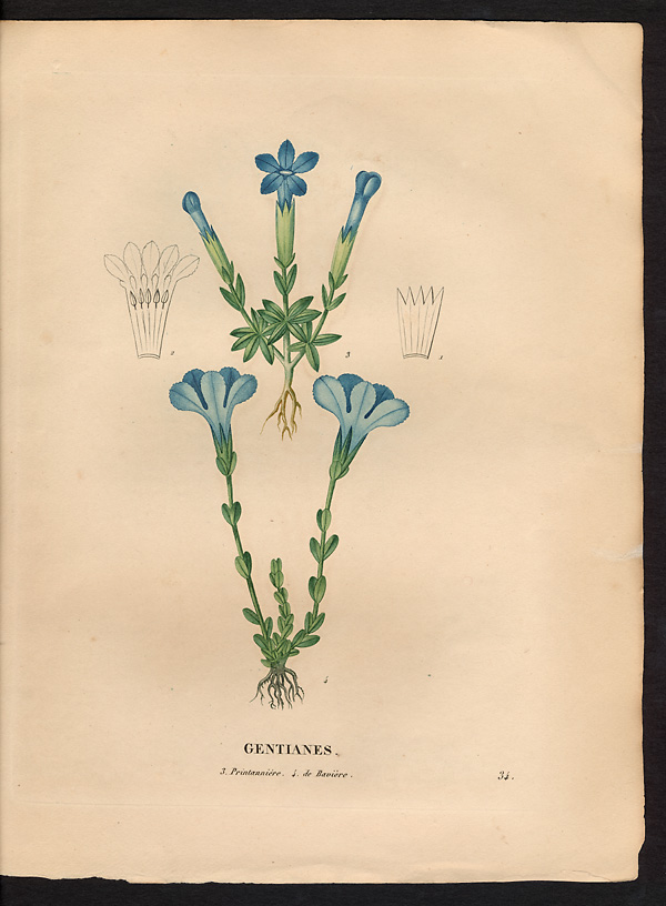 Gentiane printannière (Gentiana verna), gentiane de printemps (Gentiana verna)
