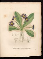 Primula grandiflora. Primula vulgaris. Cliquer pour agrandir l'image.