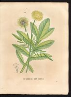 Scabiosa alpina. Cephalaria alpina. Cliquer pour agrandir l'image.