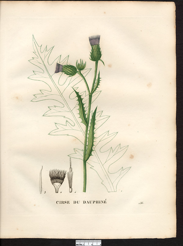 Cirsium autareticum (carduus)