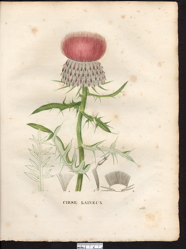 Cirsium eriophorum (carduus)