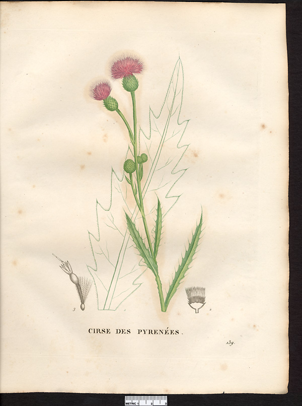 Cirsium pyrenaicum (carduus)