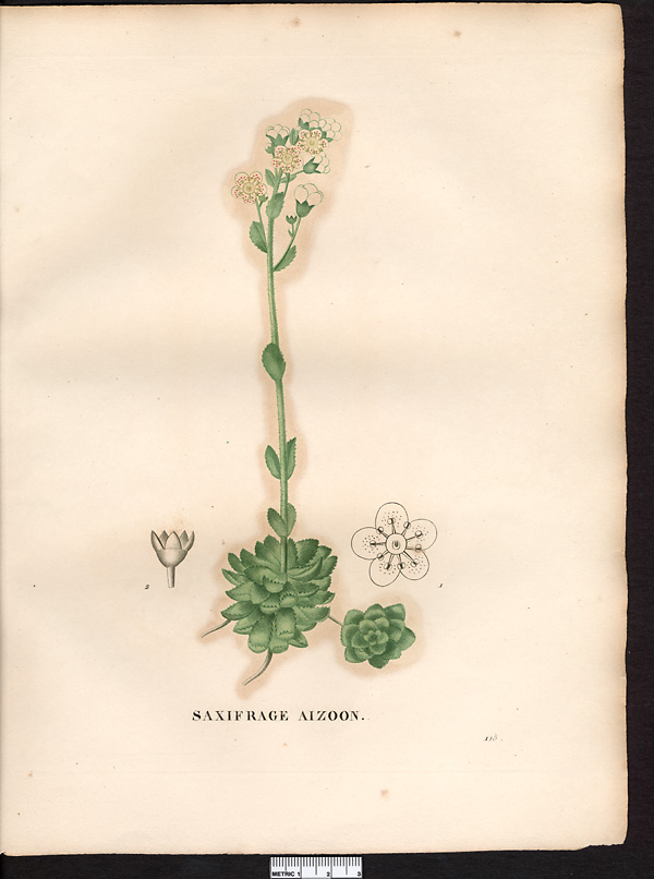 Saxifraga aizoon, saxifraga paniculata