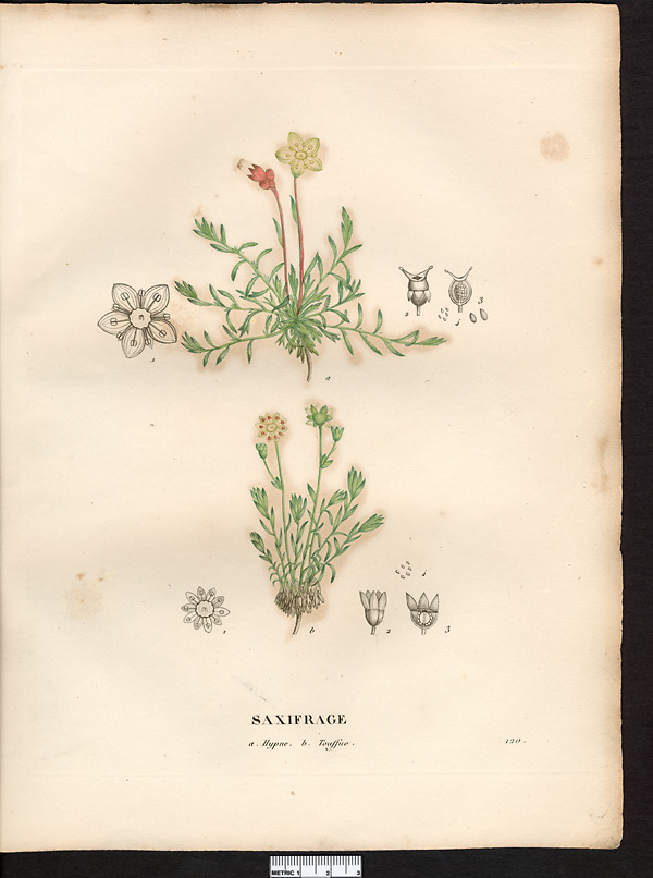 Saxifrage touffue (Saxifraga caespitosa), Saxifrage cespiteux (Saxifraga cespitosa)