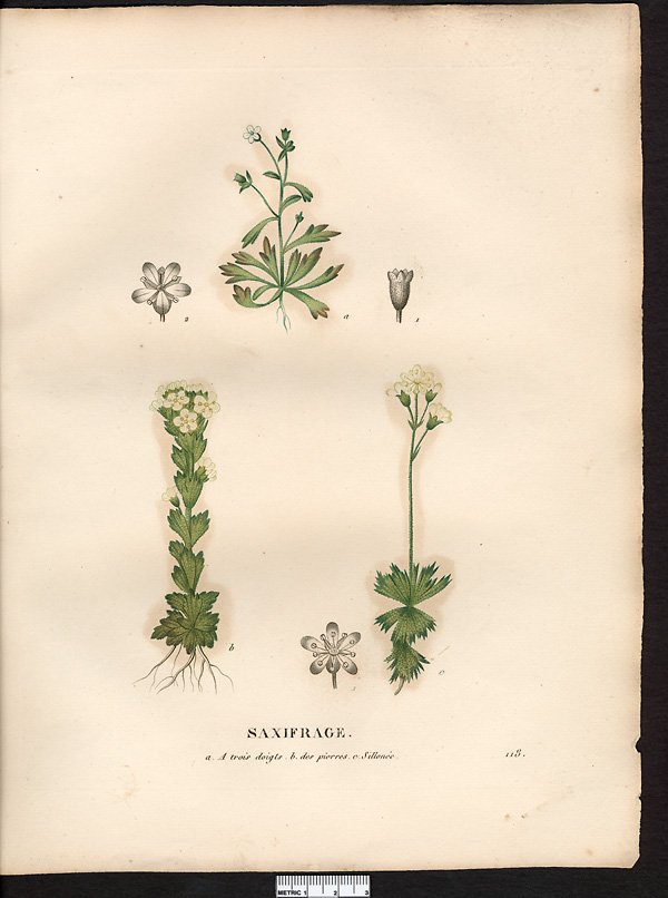 Saxifrage sillonée (sic) (Saxifraga exarata), saxifrage sillonnée (Saxifraga exarata)