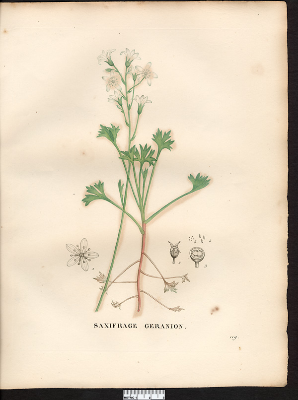 Saxifraga geranioides