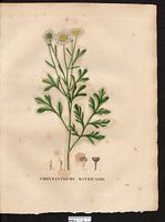 Chrysanthemum parthenoides (Matricaria parthenium), Tanacetum parthenium. Cliquer pour agrandir l'image.