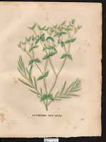 Euphorbia segetalis. Cliquer pour agrandir l'image.