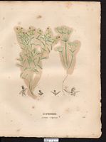 Euphorbe épineuse (Euphorbia spinosa). Cliquer pour agrandir l'image.