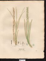 Troscart des marais (Triglochin palustre), troscart des marais (Triglochin palustris). Cliquer pour agrandir l'image.