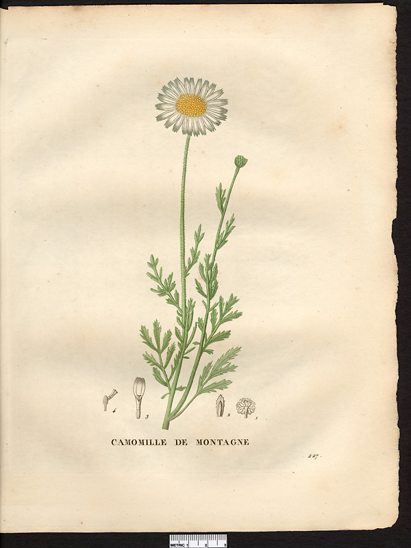 Anthemis montana, anthemis cretica