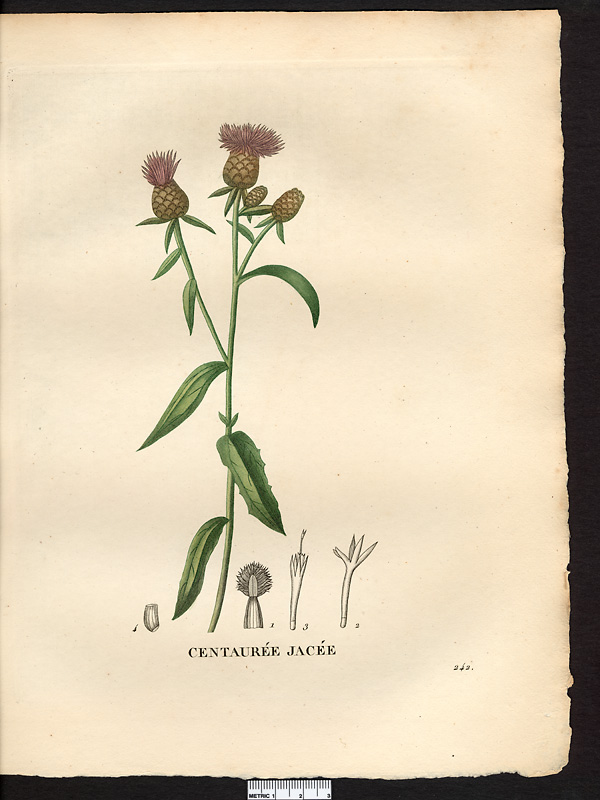 Centaurea jacea