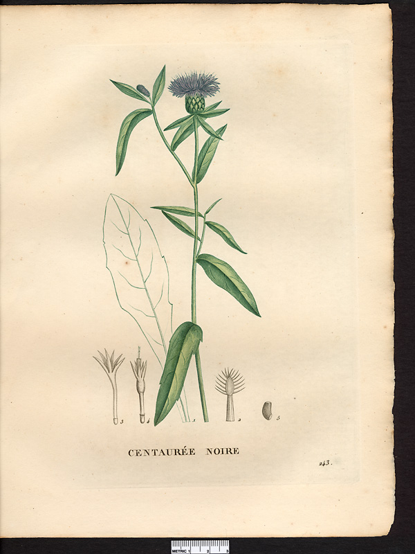 Centaurea nigra