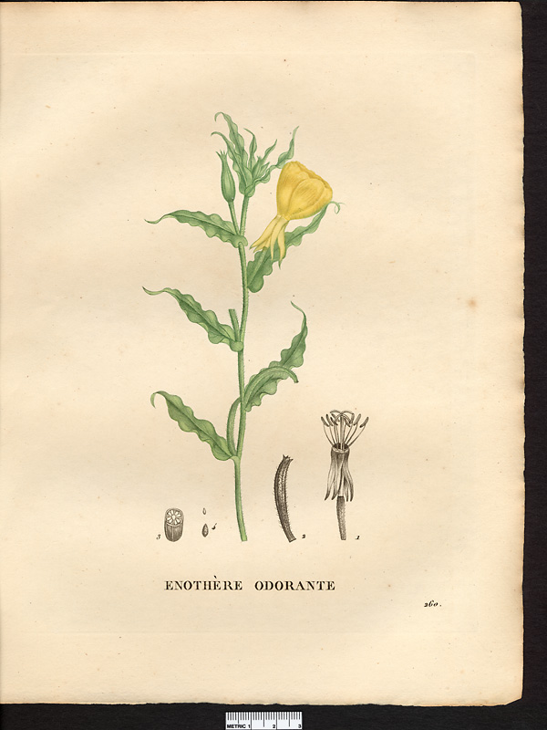 Oenothera odorata