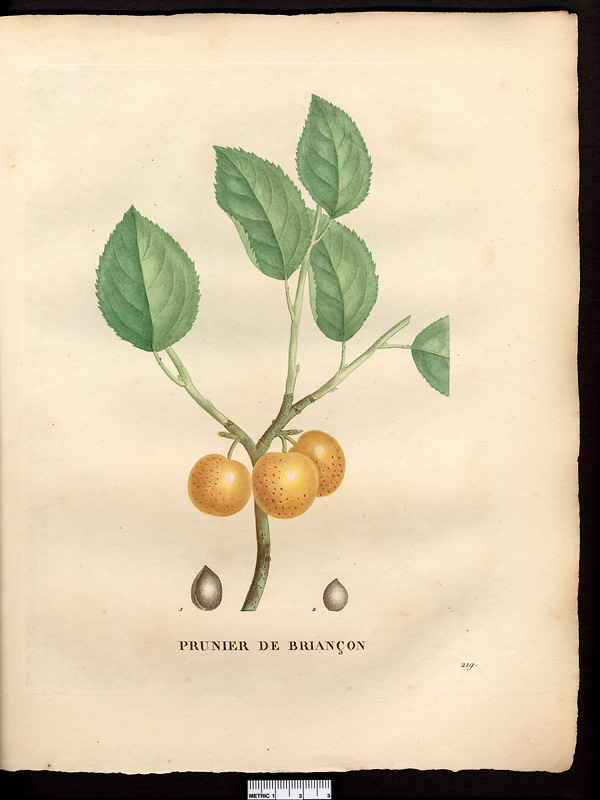 Prunus brigantiaca, prunus brigantina