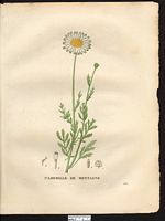Anthemis montana. anthemis cretica. Cliquer pour agrandir l'image.