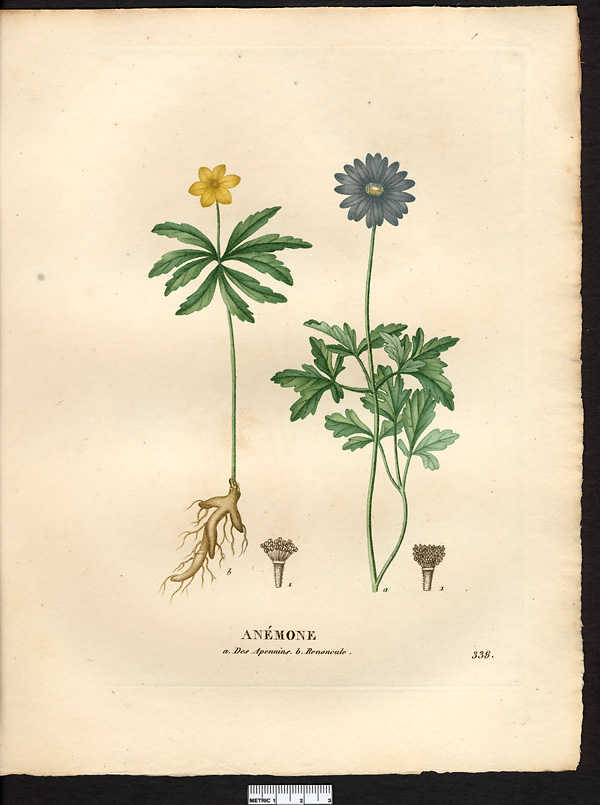 Anémone renoncule (Anemone ranunculoides), anémone fausse-renoncule (Anemonoides ranunculoides)