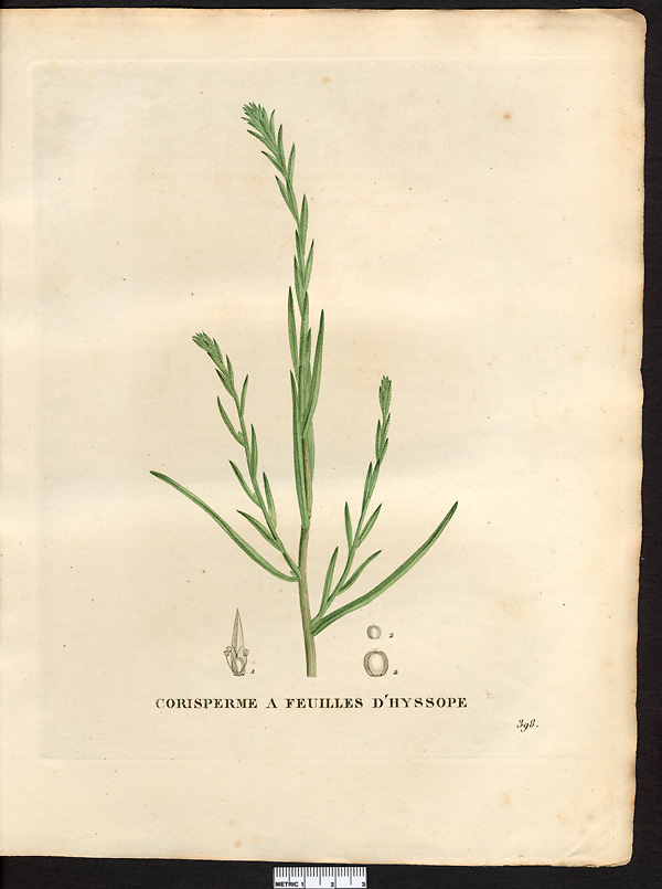 Corispermum hyssopifolium