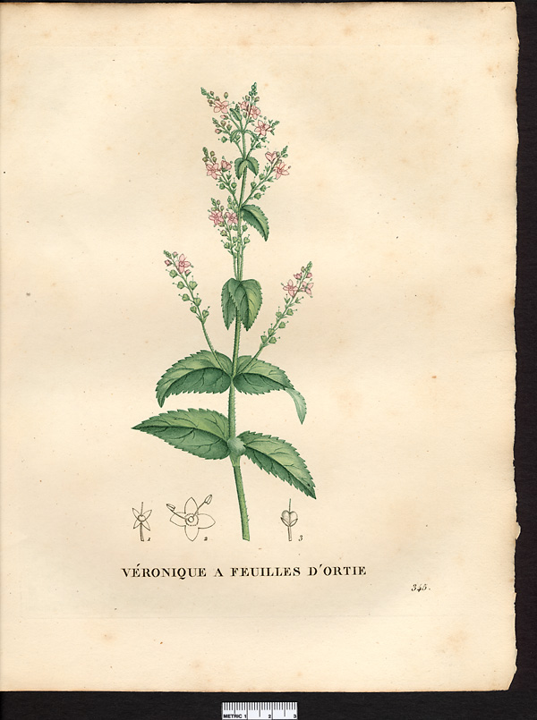 Veronica urticaefolia, veronica maxima