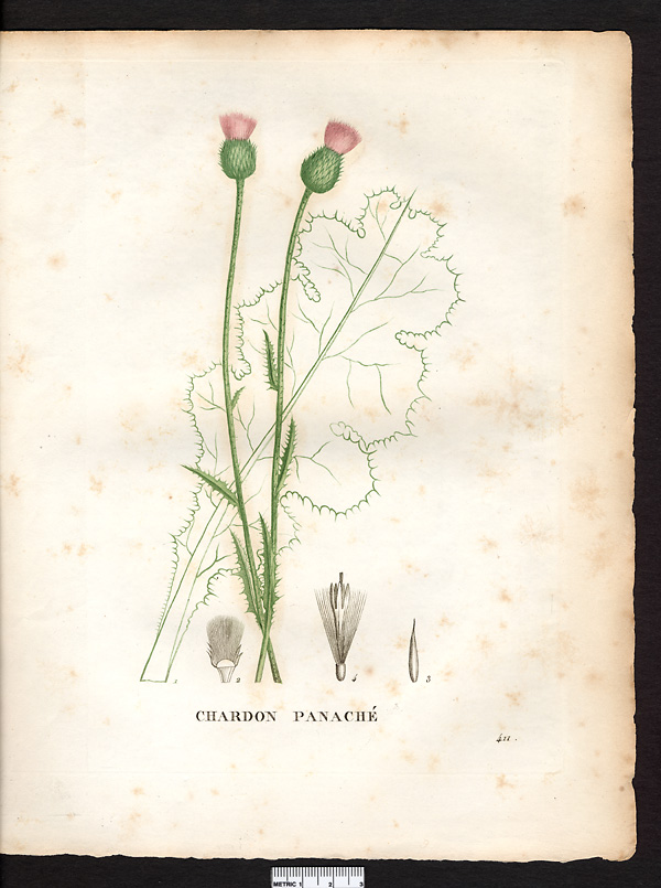 Carduus leucographus