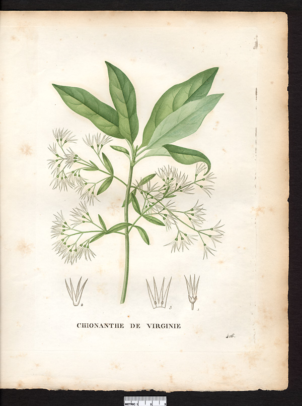 Chionanthus virginica, chionanthus virginicus