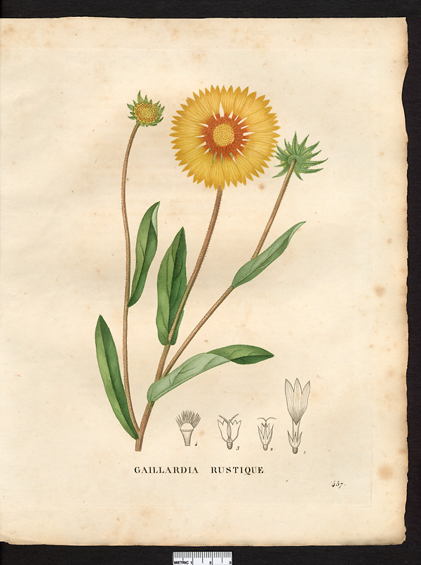 Gaillardia rustica (bicolor)