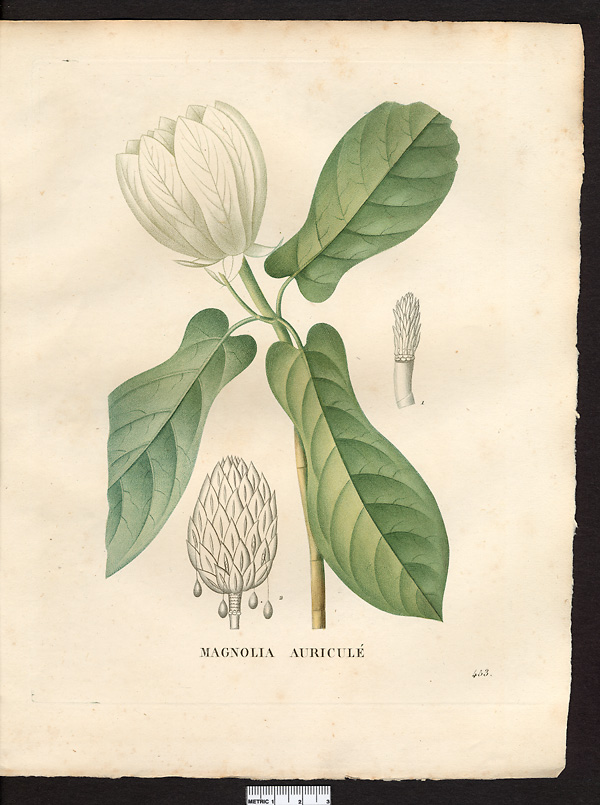 Magnolia ariculata