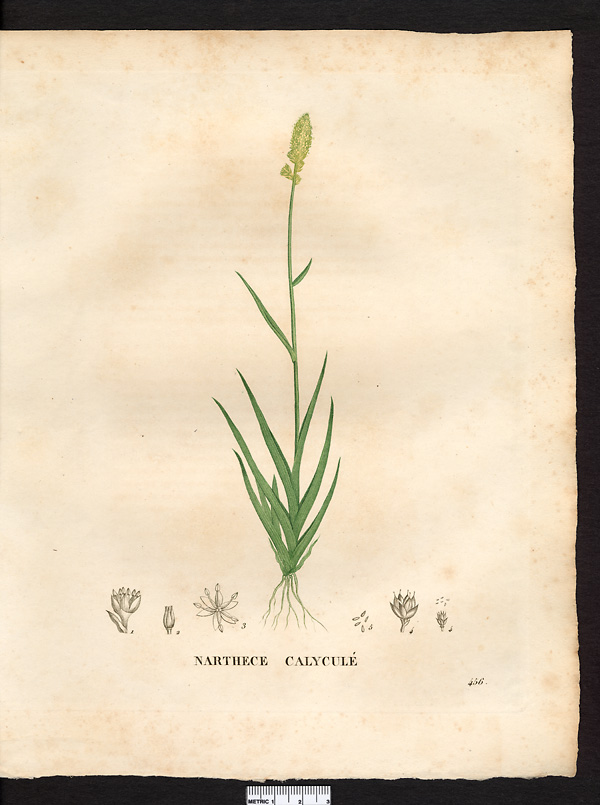 Narthecium calyculatum